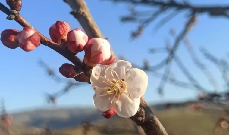 Malatya'da kayısı ağaçları çiçek açtı