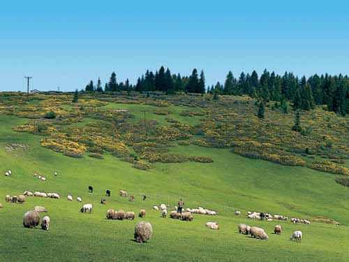 Malatya'da Mera ve Yaylaklar Kiraya Verilecek