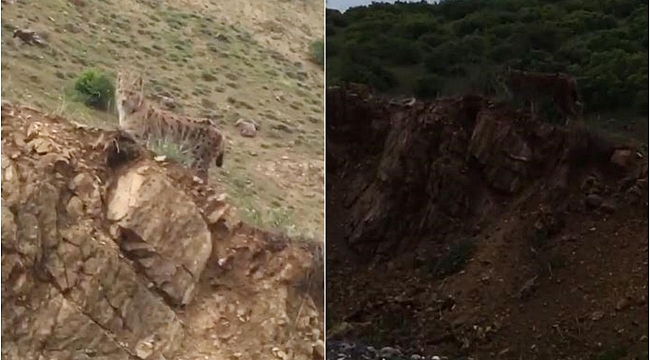 Nesli tükenmekte olan vaşak Elazığ'da görüldü