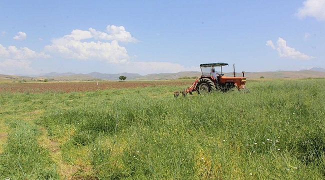 Elazığ Kovancılar'da fiğ hasadı başladı 