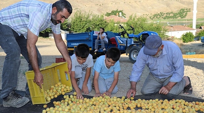 Kayısı hasadına başlayan Malatyalı çiftçiler dertli!