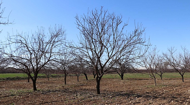 Malatya Tarım ve Orman İl Müdürlüğünden çiftçilere ilaçlama uyarısı 