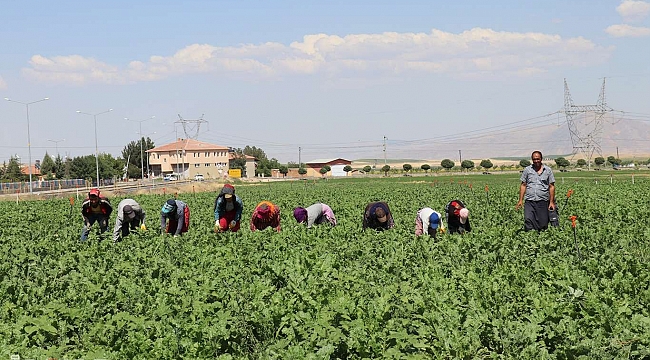 Bu yıl rekoltede düşüş bekleniyor!