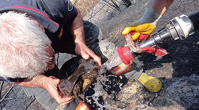 Kaplumbağa yanmaktan son anda kurtarıldı 