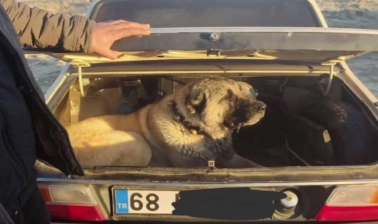 İçişleri’nden köpek dövüşüne şok baskın!