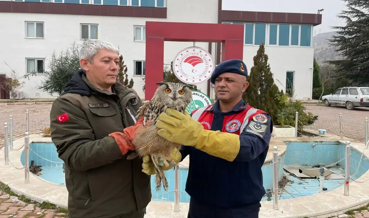 Malatya'da nesli tükenmekte olan Kulaklı Orman Baykuşu yaralı halde bulundu