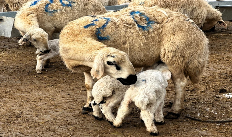 Malatya’da baharın habercisi kuzuların doğumları başladı