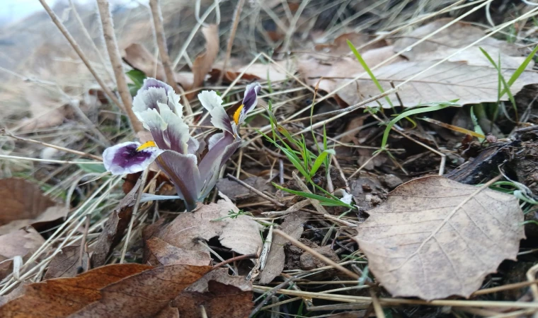 Malatya'da kar yağışı devam ederken Pütürge'de nevruz ve badem ağaçları çiçek açtı