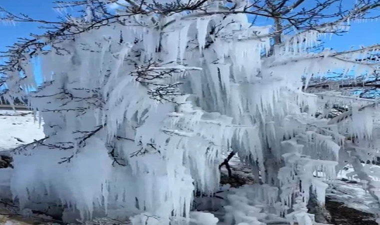 Malatya'da kayısı ağaçları buz kesti