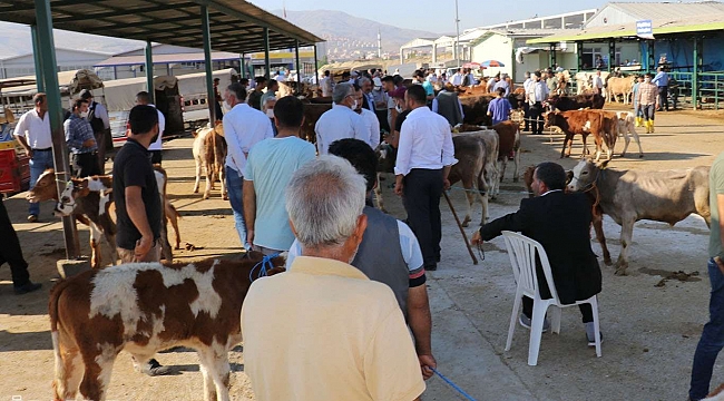 Büyükbaş kurbanlık fiyatları açıklandı 