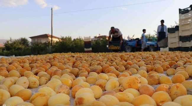 Hedef 20 Ton Kayısı!