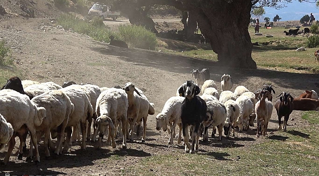 Yaylalardaki yetiştiricilerin temel ihtiyaçları giderilecek 