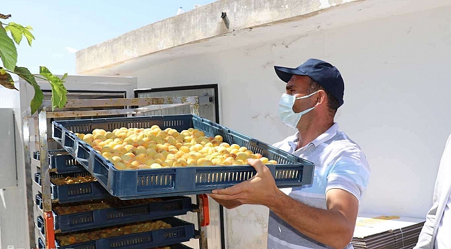 "Kükürtleme odaları" kayısı üreticilerine ekonomik avantaj sağlayacak 