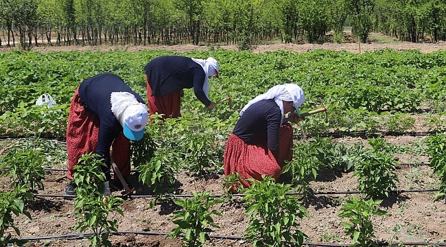 Malatya'da toprakla buluşturulan ata tohumların hasadına başlandı 