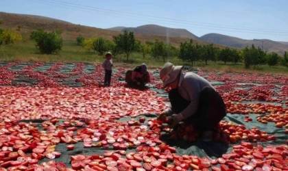 Domatesin kurusu yüz güldürüyor